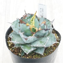 �Ը�ʪ�ե����١������Υ����֥�å����֥롼���ҳ��դ���No.385��4��