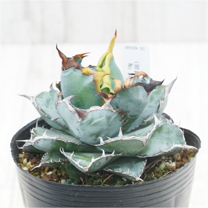 現物》アガべ チタノタ ブラック＆ブルー 子株付き No.385 4号