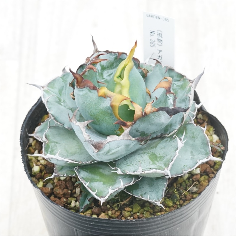 現物》アガべ チタノタ ブラック＆ブルー 子株付き No.385 4号