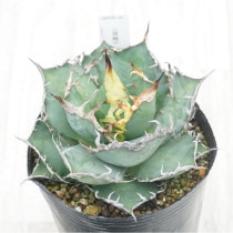 �Ը�ʪ�ե����١������Υ�������������No.386��4��