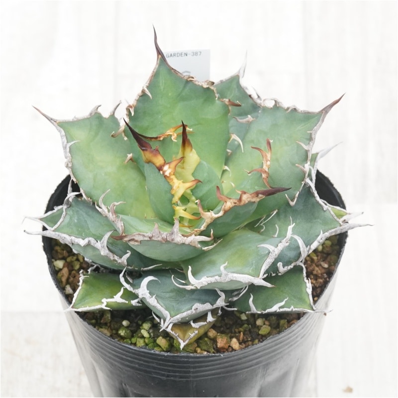 現物》アガべ チタノタ シーザー No.387 4号 | | 現物販売