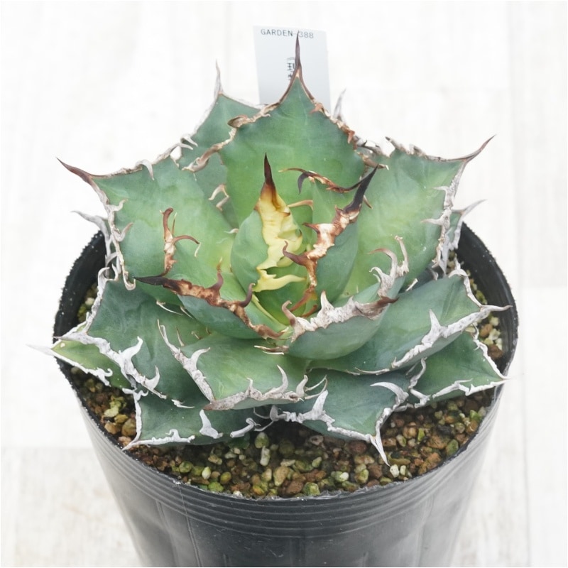 現物》アガべ チタノタ シーザー No.388 4号 | | 現物販売