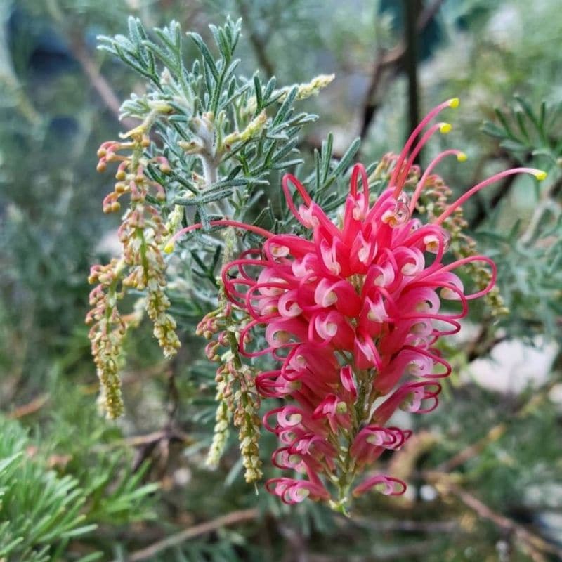 グレビレア「マジックランタン」 3.5号鉢 | | ネイティブプランツ