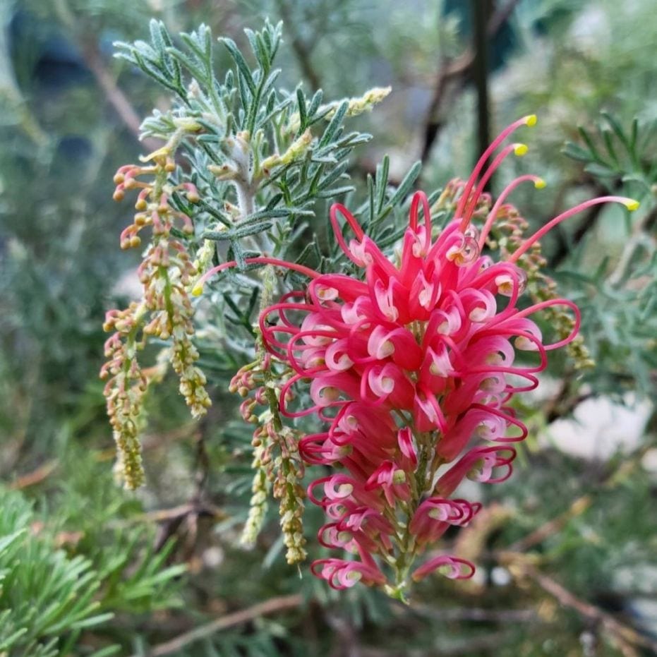 グレビレア「マジックランタン」 3.5号鉢 | | ネイティブプランツ