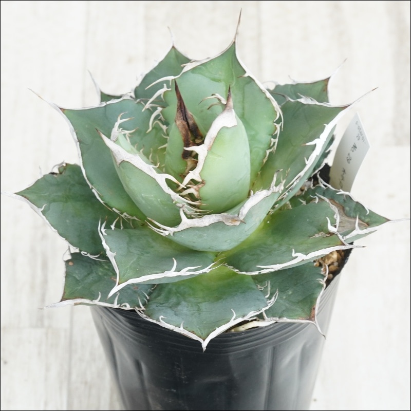 �Ը�ʪ��No.29�������١����ƥ������ۥ磻�ȥ��ѥ��󡡶˾�ҳ���2��