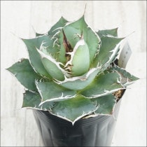 �Ը�ʪ��No.29�������١����ƥ������ۥ磻�ȥ��ѥ��󡡶˾�ҳ���2��