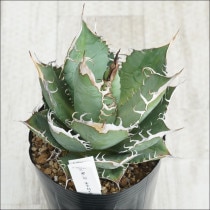 �Ը�ʪ��No.30�������١����ƥ����������������ܥ꡼���ۥ磻�ȥ��ѥ��󡡶˾�ҳ���2��