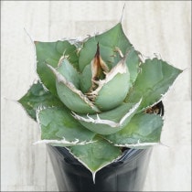 �Ը�ʪ��No.31�������١����ƥ������ۥ磻�ȥ��ѥ��󡡶˾�ҳ���2��