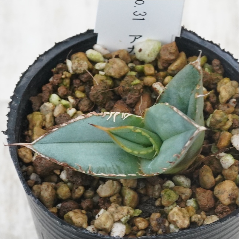 現物》No.31 アガべ オテロイ ホワイトスパイン 極上子株 2号 | | 現物