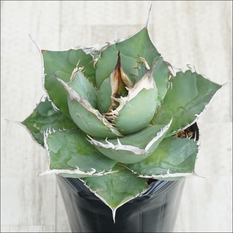 現物》No.31 アガべ オテロイ ホワイトスパイン 極上子株 2号 | | 現物