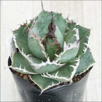 �Ը�ʪ��No.33�������١����ƥ������۱ꡡ�ۥ磻�ȥΥ����˾�ҳ���2��