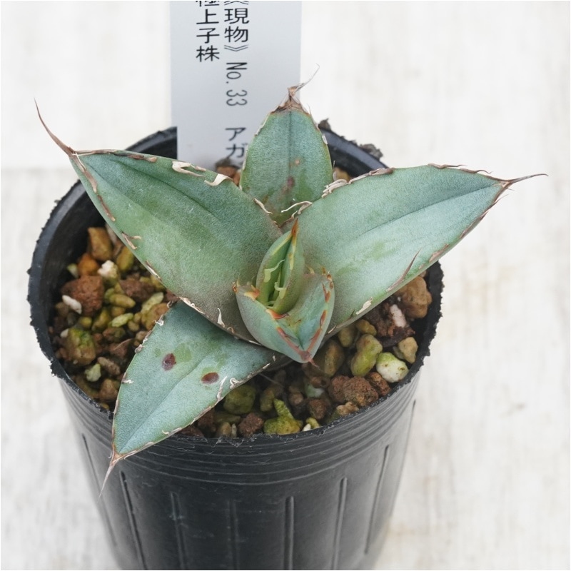 仙*渓様 年末限定価格 アガベ 激怒之舞 ハイブリッド 子株 陽炎 特白