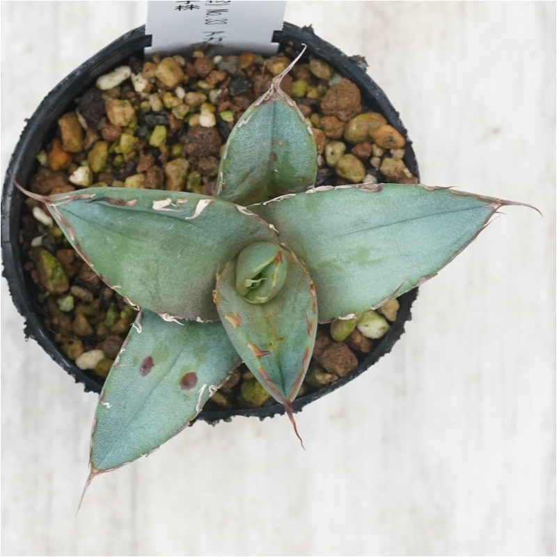 仙*渓様 年末限定価格 アガベ 激怒之舞 ハイブリッド 子株 陽炎 特白 青葉 仙*渓様 年末限定価格 アガベ 激怒之舞 ハイブリッド 子株 陽炎 特白