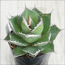 ポートエデン〜318狂刺〜 Agave titanota 318狂刺 子株 アガベ
