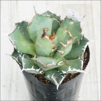 �Ը�ʪ��No.36�������١����ƥ������������˾�ҳ���2��