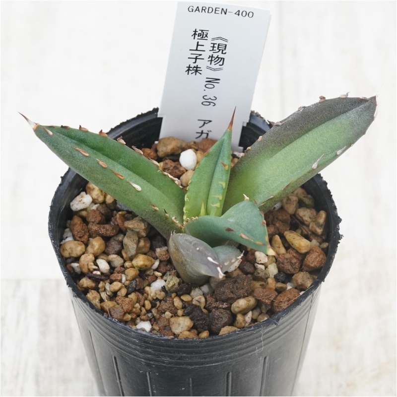 現物》No.36 アガべ オテロイ 狂棘 極上子株 2号 | | 現物販売
