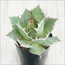 �Ը�ʪ��No.38�������١����ƥ������ۥ磻�ȥ��ѥ��󡡶˾�ҳ���2��