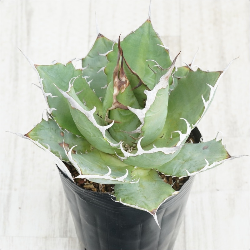 現物》No.38 アガべ オテロイ ホワイトスパイン 極上子株 2号 | | 現物