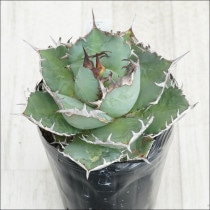 �Ը�ʪ��No.39�������١����ƥ������֥饦����ۥ磻�ȥ��ѥ��󡡶˾�ҳ���2��