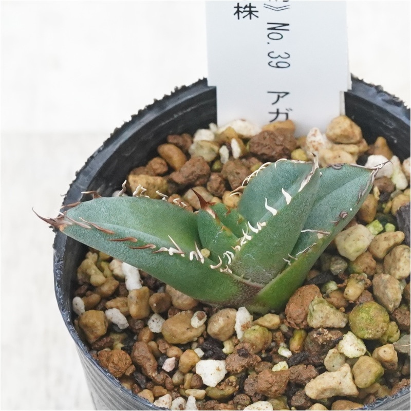 現物》No.39 アガべ オテロイ ブラウン＆ホワイトスパイン 極上子株 2