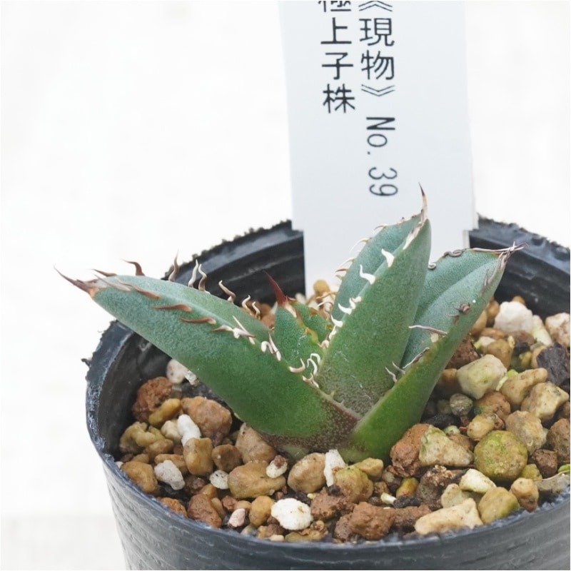 ⭐︎ オテロイ実生 選抜株 Brownie 現物》No.39 アガべ オテロイ