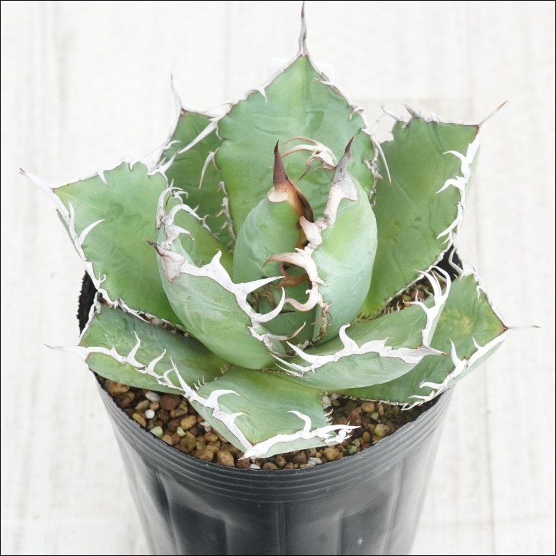 現物》No.42 アガべ オテロイ 狂棘 ホワイトスパイン 極上子株 2号