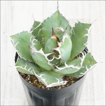 �Ը�ʪ��No.42�������١����ƥ������������ۥ磻�ȥ��ѥ��󡡶˾�ҳ���2��