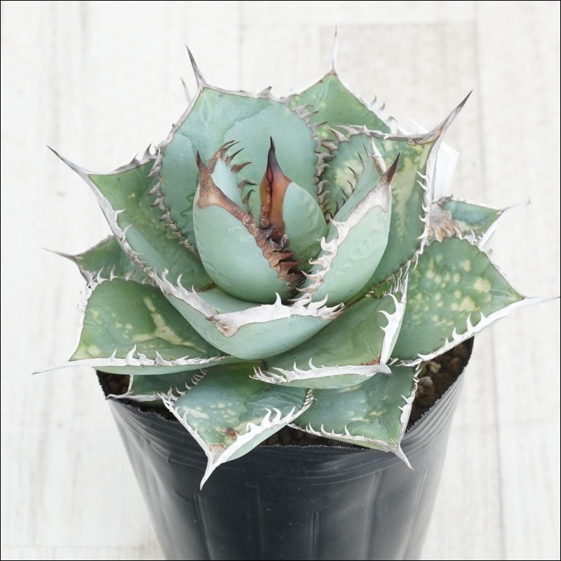 �Ը�ʪ��No.44�������١����ƥ������ۥ磻�ȥ֥롼�ա��˾�ҳ���2��