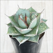 �Ը�ʪ��No.44�������١����ƥ������ۥ磻�ȥ֥롼�ա��˾�ҳ���2��