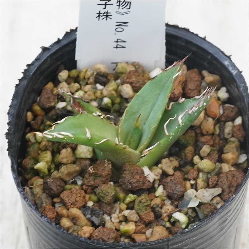 現物》No.44 アガべ オテロイ ホワイトブルー葉 極上子株 2号 | | 現物
