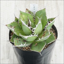 現物》No.54 アガべ オテロイ グリーン葉 ホワイトスパイン 極上子株 2