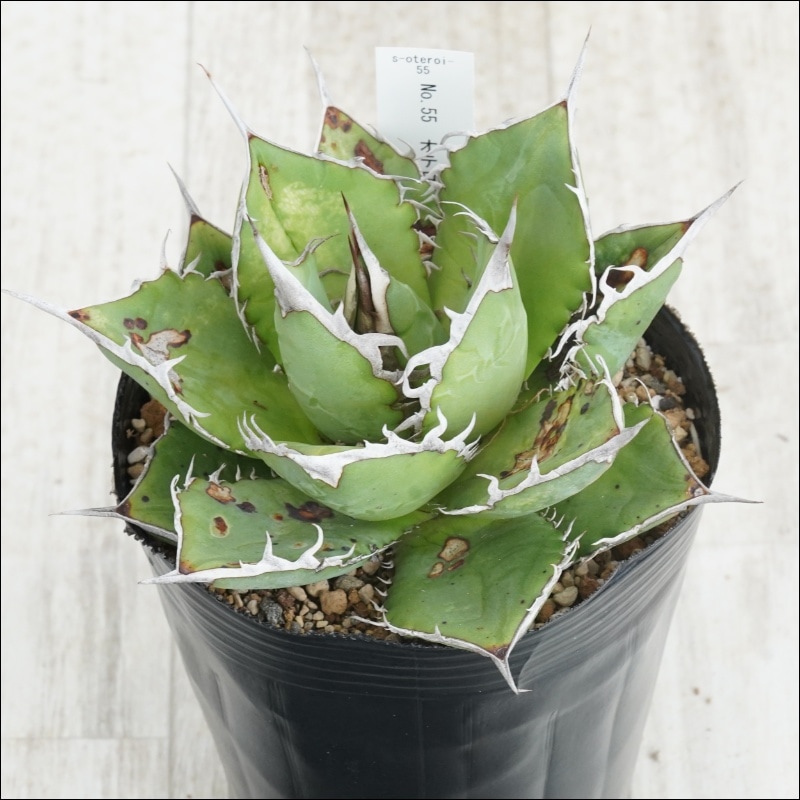 現物》No.54 アガべ オテロイ グリーン葉 ホワイトスパイン 極上子株 2