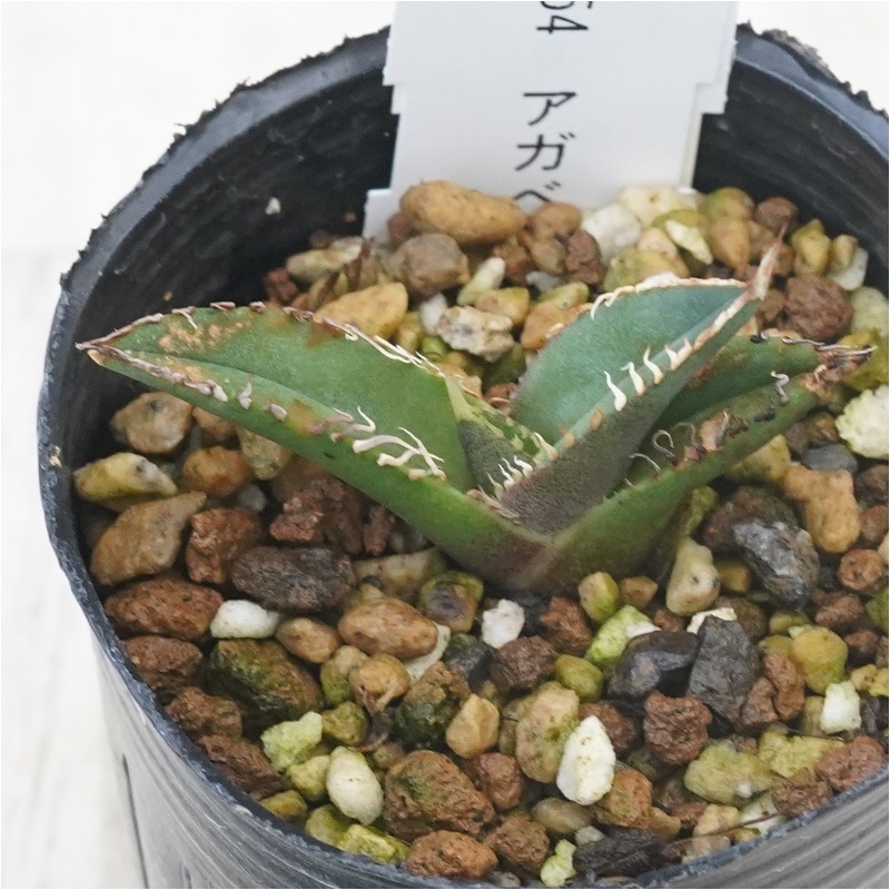 【白蛇伝】確定子株付き　子株多数　極上株 白蛇伝】確定子株付き 子株多数 極上株