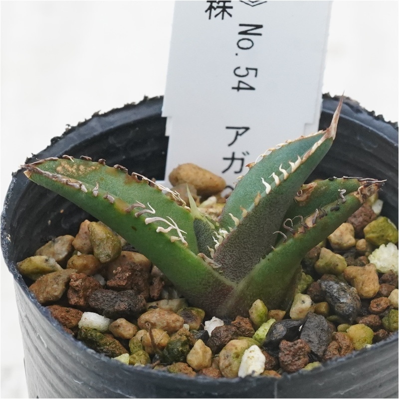 現物》No.54 アガべ オテロイ グリーン葉 ホワイトスパイン 極上子株 2