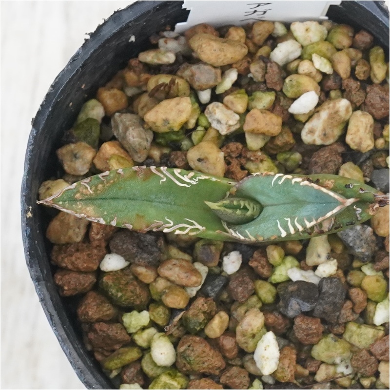 【白蛇伝】確定子株付き　子株多数　極上株 白蛇伝】確定子株付き 子株多数 極上株