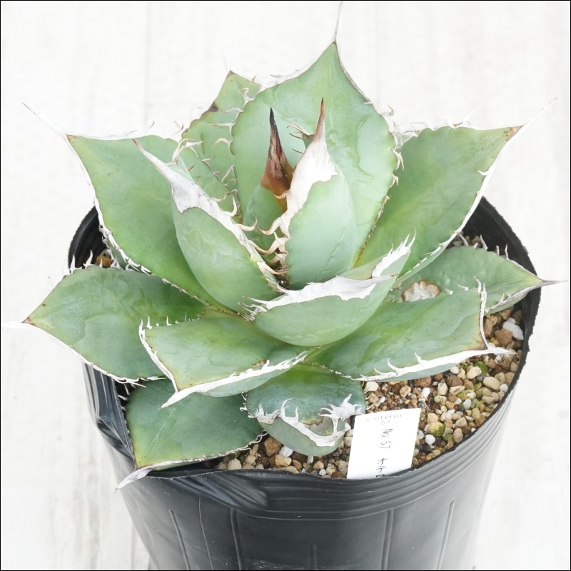 【極上最高級株】発根済み！大きめオリザバ②アガベ　極上株 アガベ パリートランカータ オリザバ orizaba 発根済み極上斑入り美株