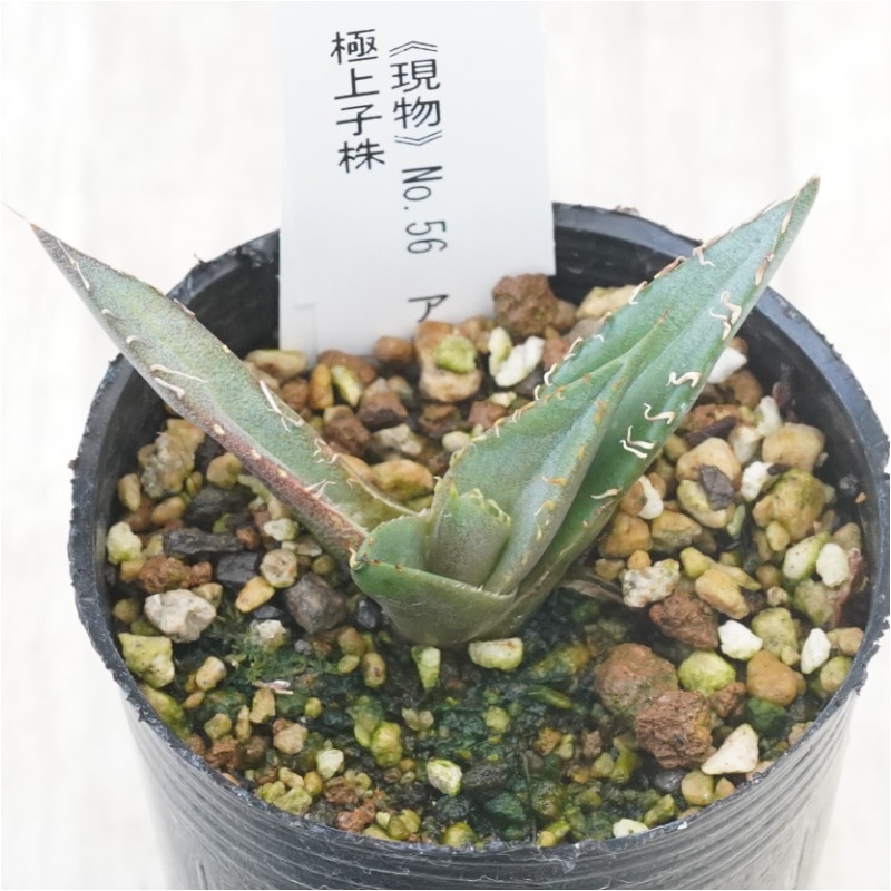 現物》No.56 アガべ オテロイ ホワイトスパイン 極上子株 2号 | | 現物