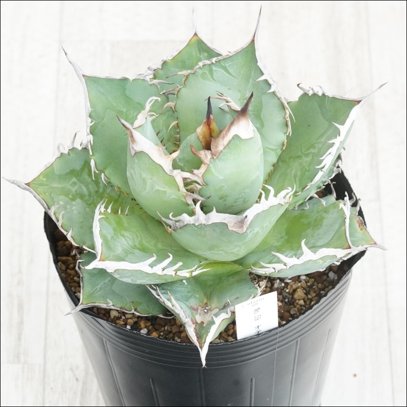 �Ը�ʪ��No.58�������١����ƥ����������ܥ꡼���ۥ磻�ȥ��ѥ��󡡶˾�ҳ���2��