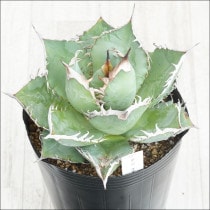 現物販売（コレクション株） | 四国ガーデン株式会社