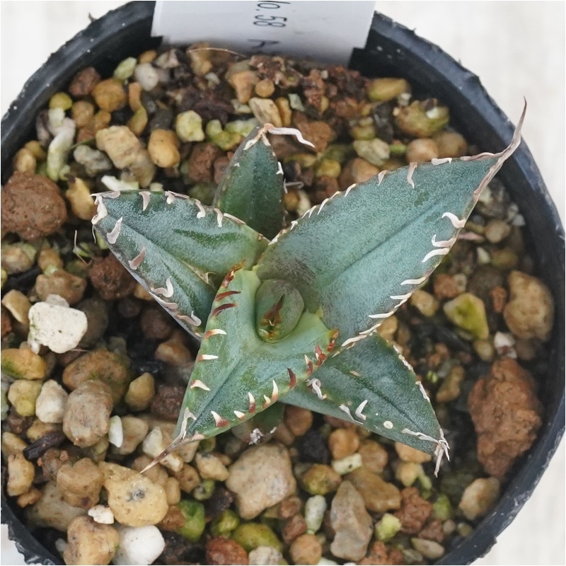 現物》No.58 アガべ オテロイ アイボリー＆ホワイトスパイン 極上子株