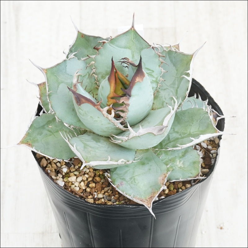 �Ը�ʪ��No.59�������١����ƥ������������åȡ��ۥ磻�ȥ֥롼�ա��˾�ҳ���2��