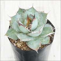 �Ը�ʪ��No.59�������١����ƥ������������åȡ��ۥ磻�ȥ֥롼�ա��˾�ҳ���2��