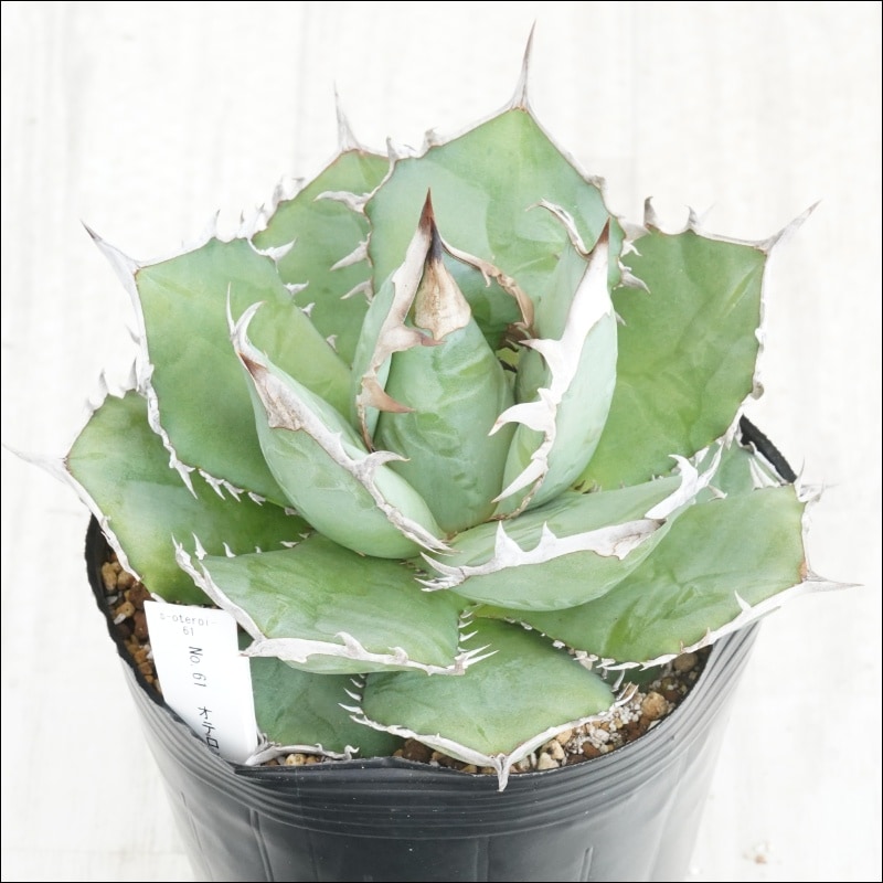 アガベ　オテロイ　ペンギン　子株 fit=scale-down,w=1200