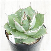 �Ը�ʪ��No.60�������١����ƥ������ۥ磻�ȥ��ѥ��󡡶˾�ҳ���2��