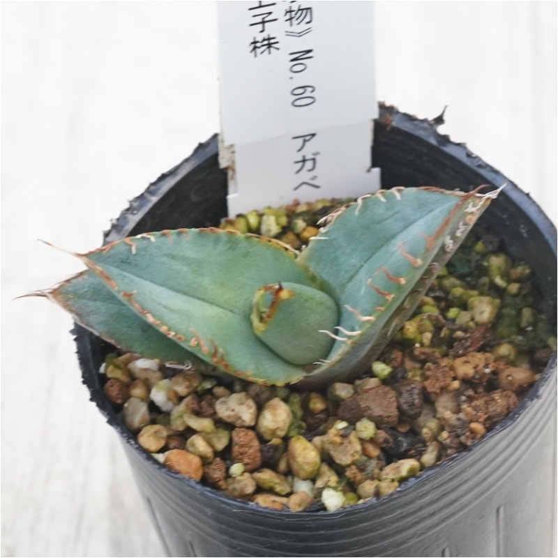 現物》No.60 アガべ オテロイ ホワイトスパイン 極上子株 2号 | | 現物