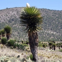 ��å�������ͥ����ʡ�3����󥰥ݥåȡ�