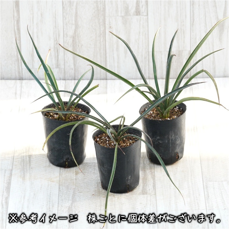 ユッカ・フィリフェラ 3号ロングポット | | ドライガーデンプランツ
