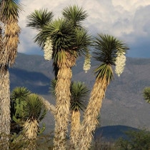 ��å����ݥȥ��ʡ�3����󥰥ݥåȡ�