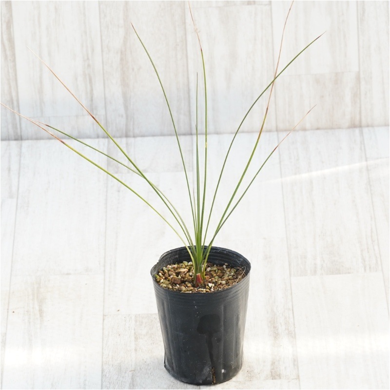 ダシリリオン・ロンギッシマム 3号ロングポット | | ドライガーデン