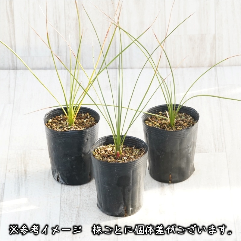 ダシリリオン・ロンギッシマム 3号ロングポット | | ドライガーデン